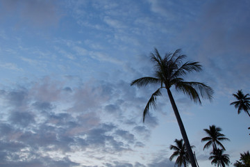 silhouettes of palm trees against blue sky and clouds