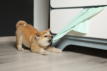 Adorable Akita Inu puppy stealing clothes from commode at home