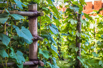 Grapevines growing in a winery