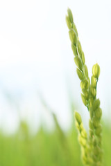 生育途中の稲穂