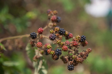 Brombeeren