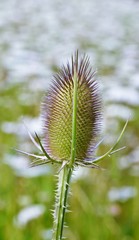 Close up of wild teasel in summer