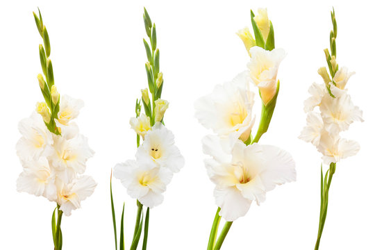 Gladiolus flower