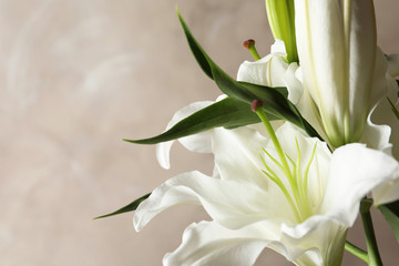 Beautiful lilies on light brown background, closeup view. Space for text - obrazy, fototapety, plakaty