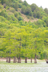 Cypress Lake in Succo. Attractions Anapa. Green lake. Lake with clear water. . The nature of...