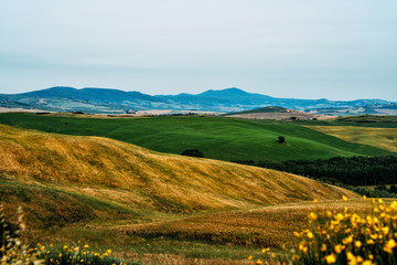 Obraz premium Tuscany, rural sunset landscape. Countryside farm, cypresses trees, fields, sun light and cloud. Italy. Agro tour of Europe. Holiday outdoor vacation trip.