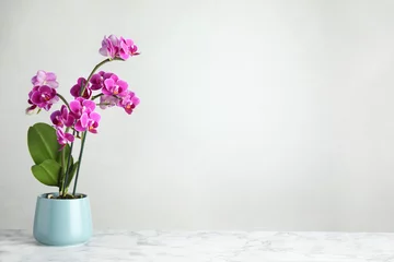 Fotobehang Beautiful tropical orchid flower in pot on marble table against light background. Space for text © New Africa