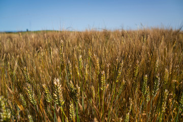 Beautiful and miraculous colors of green and golden autumn landscape of Tuscany, Italy. Golden wheat fields, green meadows and hills. Harvest season.Holiday, traveling concept.