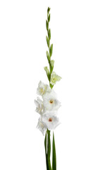 Beautiful fresh gladiolus flowers on white background