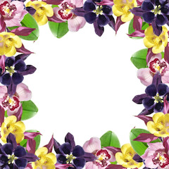 Beautiful floral background of Orchid and Aquilegia. Isolated