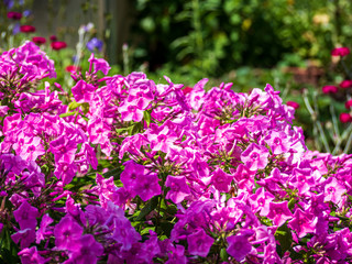Bavarian Summer Garden Flowers in close up view