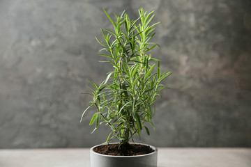 Fototapeta na wymiar Pot with green rosemary bush against grey background