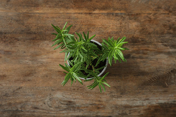 Pot with green rosemary bush on wooden background, top view