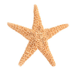 Beautiful starfish on white background. Beach object