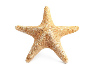 Beautiful starfish on white background. Beach object