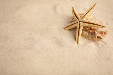 Fototapeta na wymiar Beautiful starfish and sea shells on sand, space for text