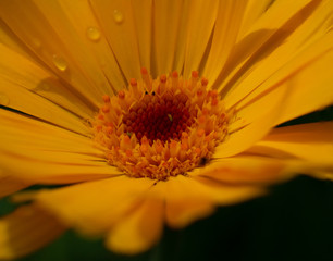 Bavarian Summer Garden Flowers in close up view