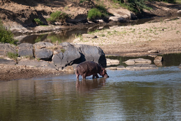 solitary hippo in Masai Mara river shallows