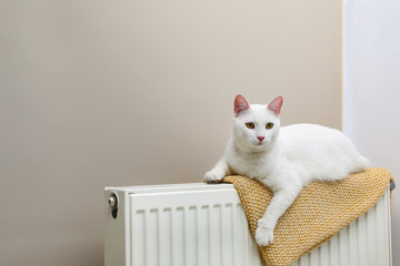 Cute white cat on heating radiator with plaid near light wall