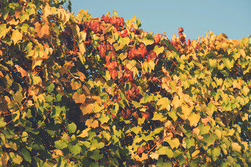 Autumn leaves nature background. Autumn in the garden. Beautiful autumn landscape with yellow leaves and sun. Colorful foliage in the park. Falling leaves natural background.