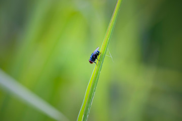 Macro pictures of flies And natural background