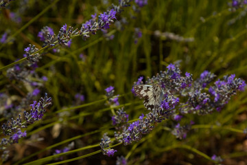 Lavender field in Brihuega, Guadalajara.
