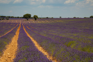 Fototapeta na wymiar Lavender field in Brihuega, Guadalajara.