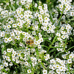 Blühender Duftsteinrich, Lobularia maritima