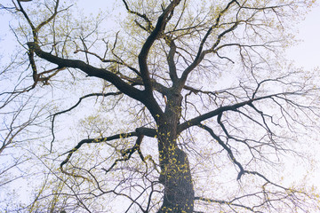 tree of Life