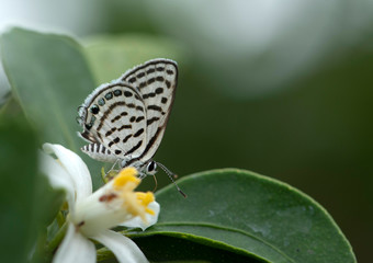 Blue pierrots (Genus Tarucus) on Flower