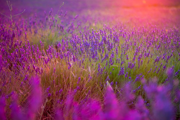 Naklejka premium Beautiful lavender field pink colored in sunset