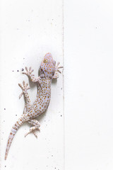 gecko on the wall
