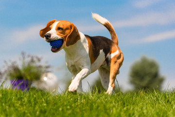 Beagle dog fun in garden outdoors run and jump with ball