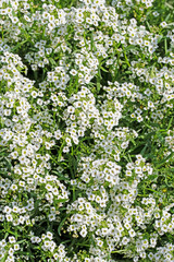 Duftsteinrich, Lobularia maritima