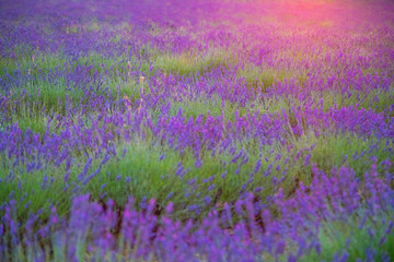 Fototapeta na wymiar Beautiful lavender field pink colored in sunset