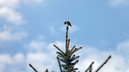 Obraz premium a goldfinch perched on a silver fir