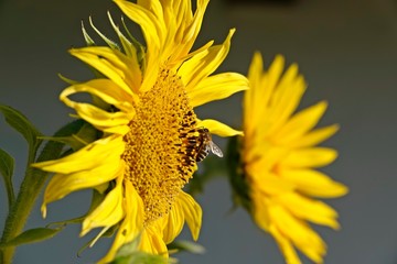 a beautiful yellow sunflower with a bee