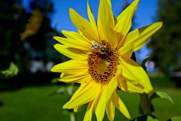 a bee on a sunflower in the garden on a sunny day with blue sky
