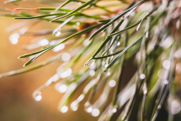 Background with a raindrop on a pine needle.