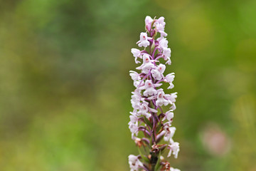 Marsh fragrant orchid Gymnadenia conopsea , wild orchid macro,