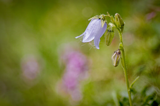 Violet Bearded bellflower Campanula barbata