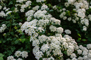 Architecture of Lviv. Lviv is the cultural center of Ukraine. Television and town hall in the center. Tourist attractions. .