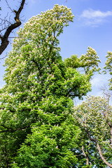 Architecture of Lviv. Lviv is the cultural center of Ukraine. Television and town hall in the center. Tourist attractions. .
