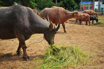 Fototapeta premium Buffalos eating grass