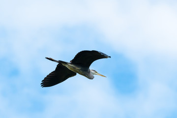 Grey heron Ardea cinerea flying in the sky . The sun hid behind the clouds.