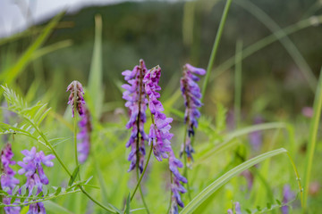 blue flowers in a field