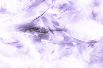 Fototapeta na wymiar Beautiful abstract close up color white pink and purple feathers background and wallpaper