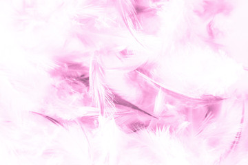 Beautiful abstract texture close up color white purple and pink feathers background and wallpaper