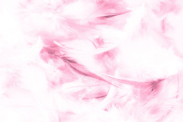 Beautiful abstract texture close up color white purple and pink feathers background and wallpaper