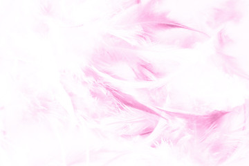 Beautiful abstract texture close up color white purple and pink feathers background and wallpaper